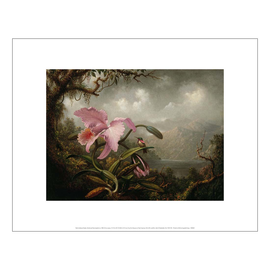 Heade Orchid and Hummingbird Print